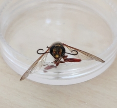 Sceliphron curvatum