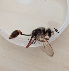 Sceliphron curvatum