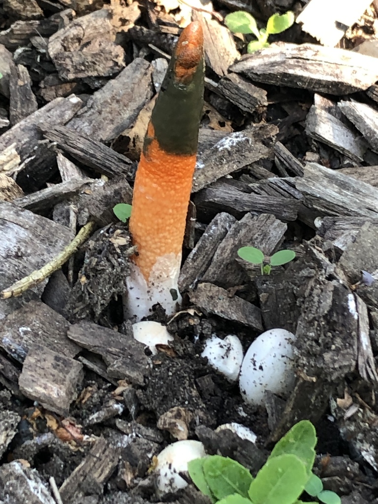 devil's dipstick from Springer St, Middlesex Centre, ON, CA on