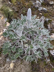 Lupinus alopecuroides