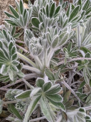 Lupinus alopecuroides