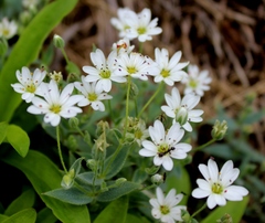 Stellaria eschscholtziana