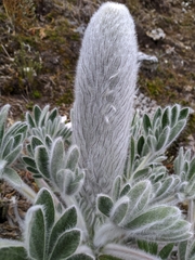 Lupinus alopecuroides