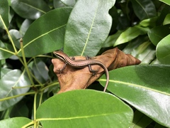 Trachylepis sechellensis