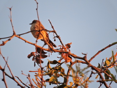 Pyrocephalus rubinus