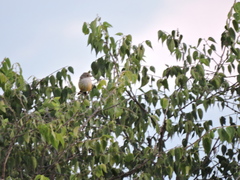 Pyrocephalus rubinus