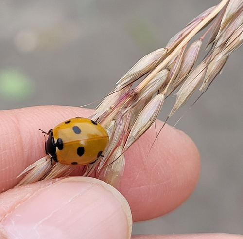 Seven-spotted Lady Beetle