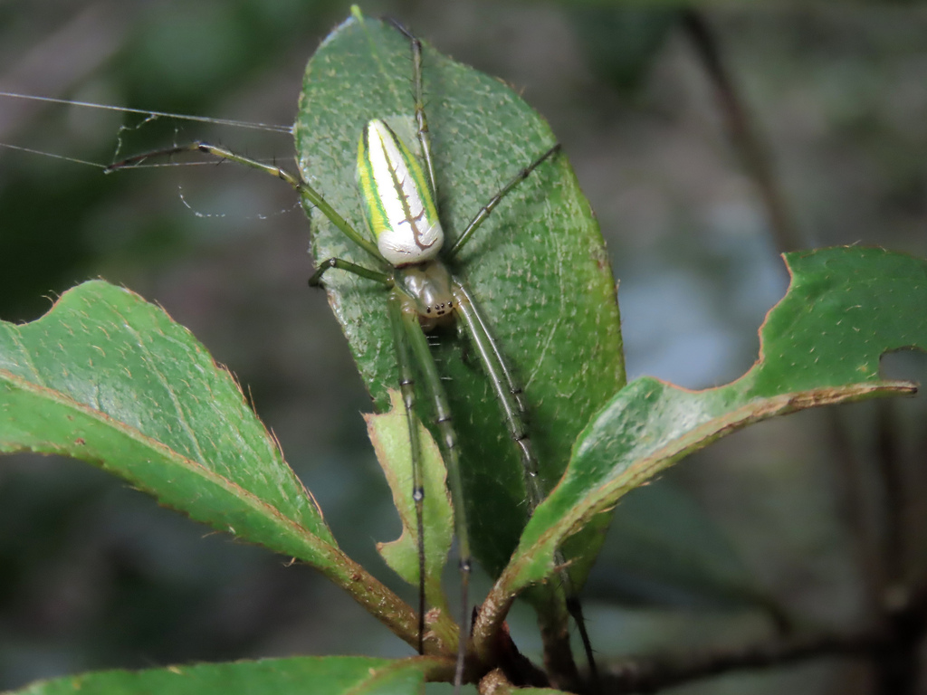 Black-striped Orchard Spider