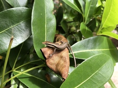 Trachylepis sechellensis