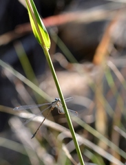 Lestes plagiatus