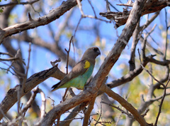 Poicephalus meyeri damarensis