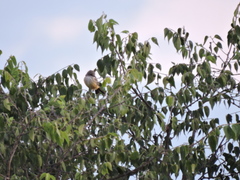 Pyrocephalus rubinus