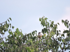 Pyrocephalus rubinus