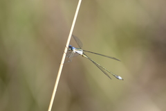 Lestes plagiatus