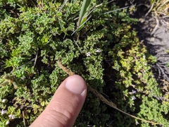 Clinopodium nubigenum