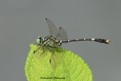 Nepogomphus modestus