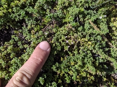 Clinopodium nubigenum