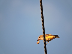 Pyrocephalus rubinus