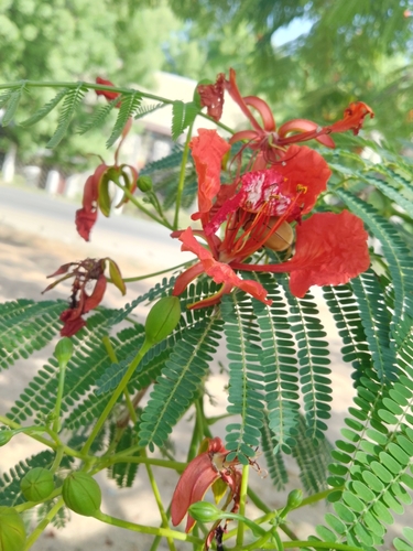 Flamboyant