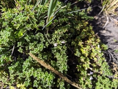 Clinopodium nubigenum