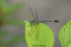 Nepogomphus modestus