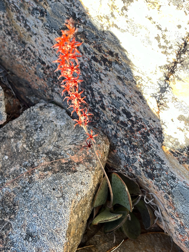 calico hearts (Adromischus maculatus)