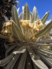 Espeletia hartwegiana