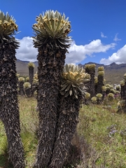 Espeletia hartwegiana