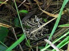 Crotalus tzabcan