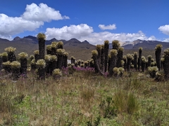 Espeletia hartwegiana