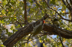 Campethera abingoni abingoni