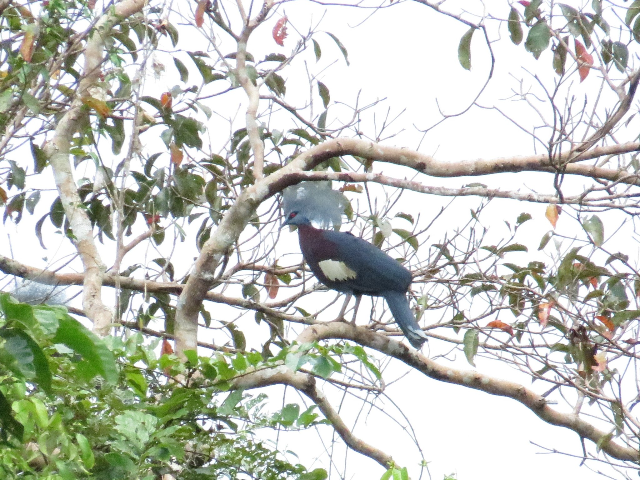 Sclater's Crowned Pigeon (Goura sclaterii), photo 7