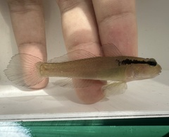 Spectacled Goby photo 1