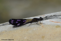 Aristocypha quadrimaculata