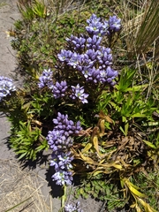 Gentianella corymbosa