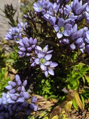 Gentianella corymbosa