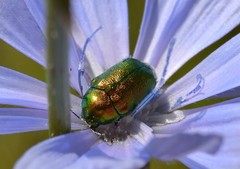 Cryptocephalus aureolus