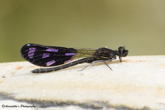 Aristocypha quadrimaculata