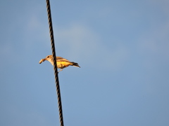 Pyrocephalus rubinus