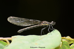 Aristocypha