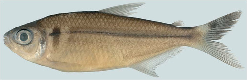 Jupiaba ajuricaba