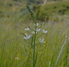Ornithogalum pyramidale