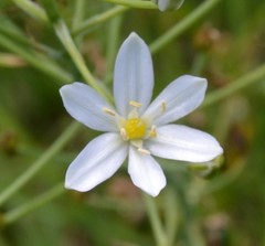 Ornithogalum pyramidale