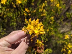 Hypericum juniperinum