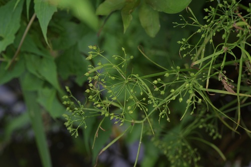Finger Dogshade (Cynosciadium digitatum)
