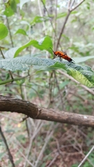 Oncopeltus varicolor