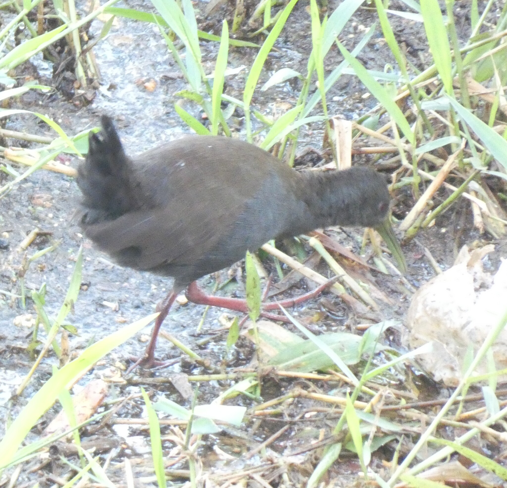 Blackish Rail (Pardirallus nigricans), photo 9