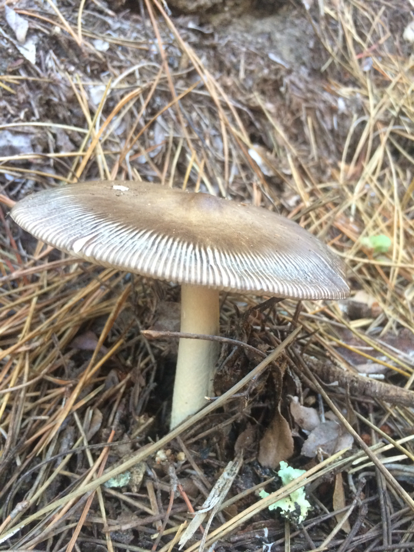 Amanita pachycolea image