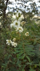 Acaciella