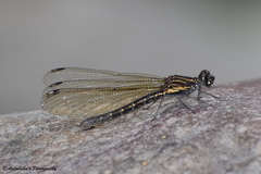 Aristocypha